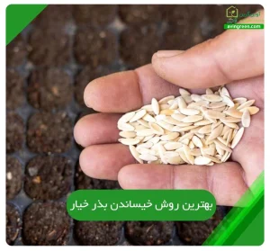 بهترین روش خیساندن بذر خیار