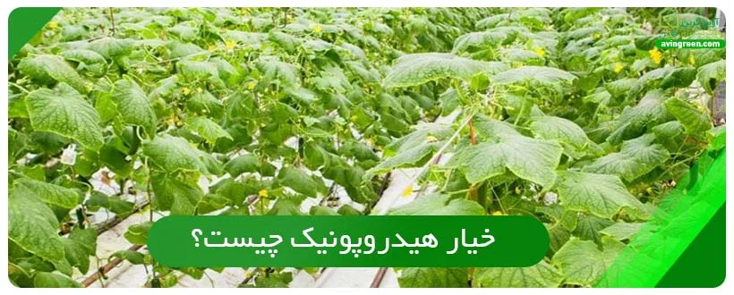 خیار هیدروپونیک چیست؟