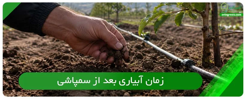 بهترین زمان آبیاری بعد از سمپاشی