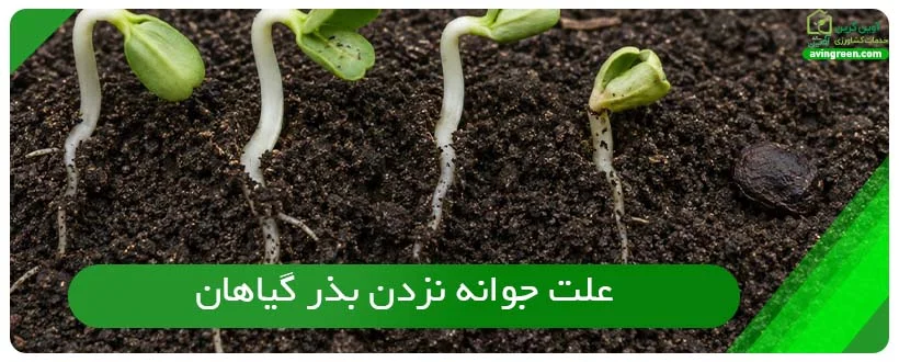 علت جوانه نزدن بذر گیاهان