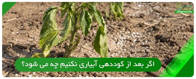 اگر بعد از کوددهی آبیاری نکنیم چه می شود؟