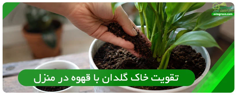 تقویت خاک گلدان با قهوه در منزل