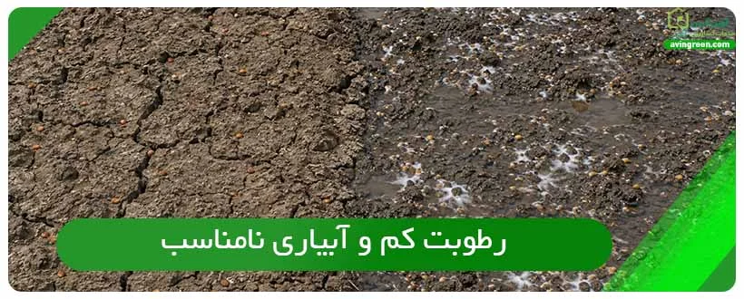 رطوبت کم و آبیاری نامناسب