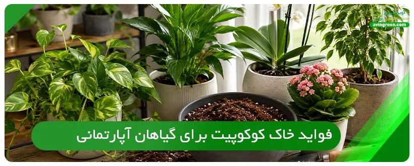 فواید خاک کوکوپیت برای گیاهان آپارتمانی