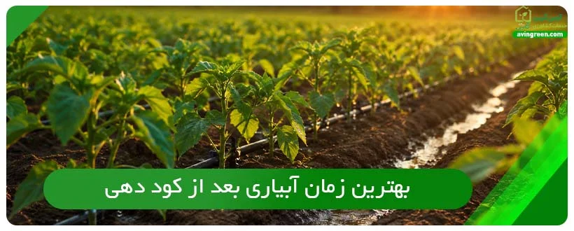 بهترین زمان آبیاری بعد از کود دهی