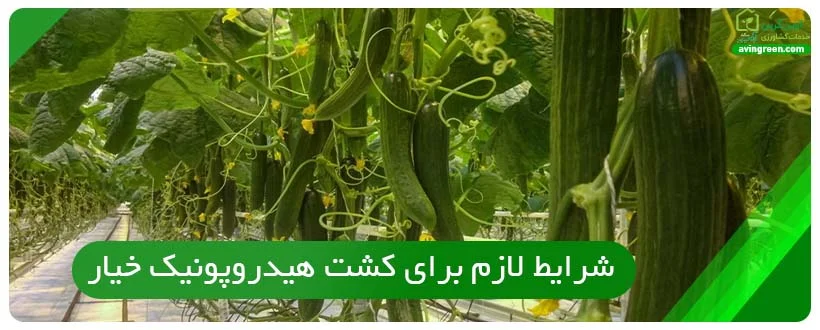 شرایط لازم برای کشت هیدروپونیک خیار