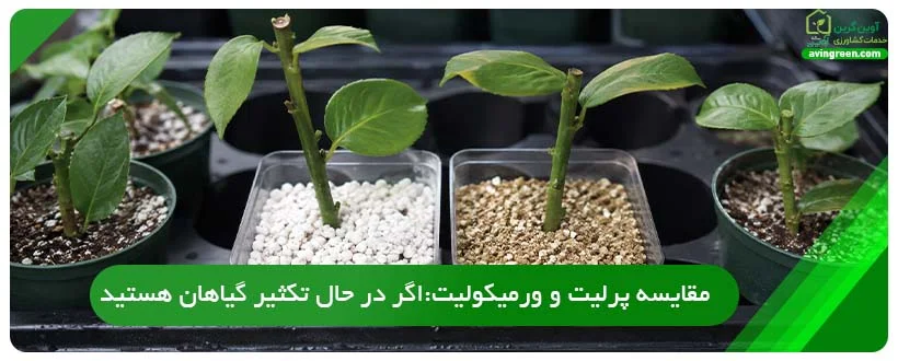 مقایسه پرلیت و ورمیکولیت
