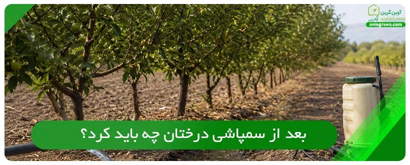 بعد از سمپاشی درختان چه باید کرد؟