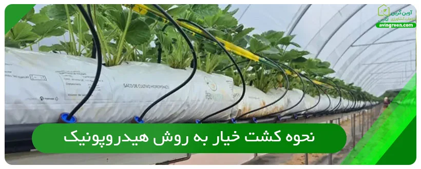 نحوه کشت خیار به روش هیدروپونیک