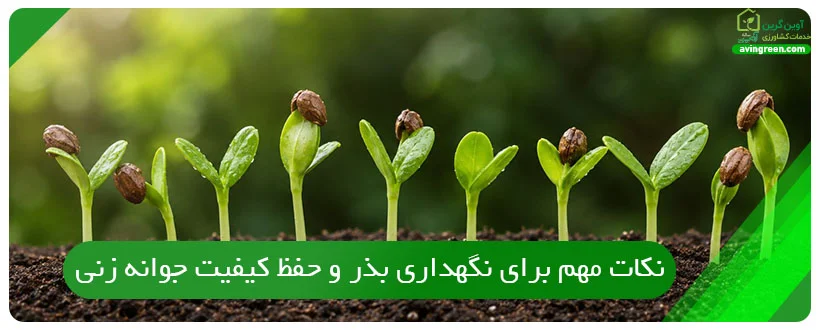 نکات مهم برای نگهداری بذر و حفظ کیفیت جوانه زنی