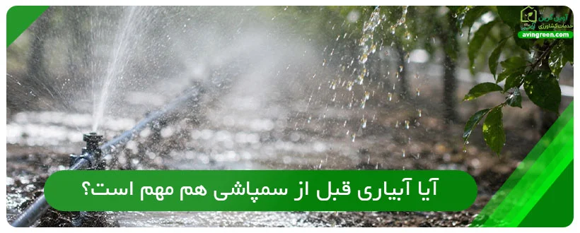 آیا آبیاری قبل از سمپاشی هم مهم است؟