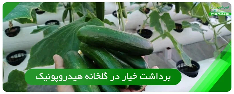 برداشت خیار در گلخانه هیدروپونیک