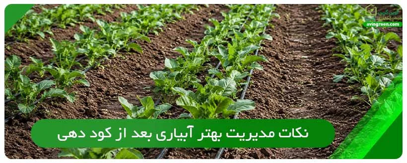 نکات مدیریت بهتر آبیاری بعد از کود دهی