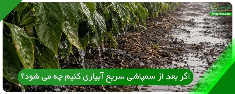 اگر بعد از سمپاشی سریع آبیاری کنیم چه می ‌شود؟