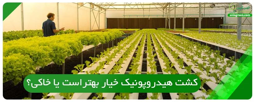 کشت هیدروپونیک خیار بهتراست یا خاکی؟