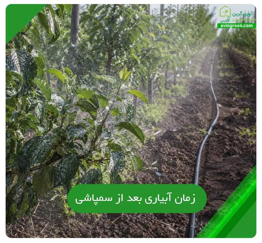 زمان آبیاری بعد از سمپاشی