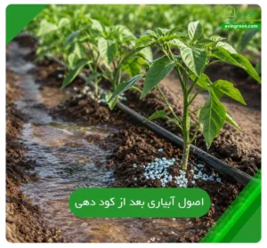 آبیاری بعد از کود دهی