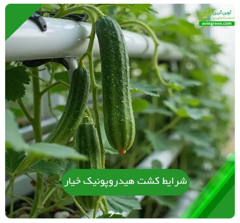 شرایط کشت هیدروپونیک خیار | 5 مرحله ضروری + هزینه ها