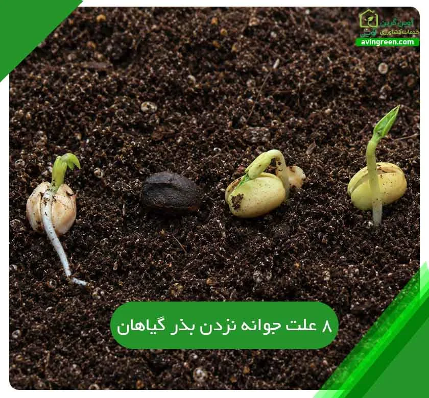علت جوانه نزدن بذر گیاهان