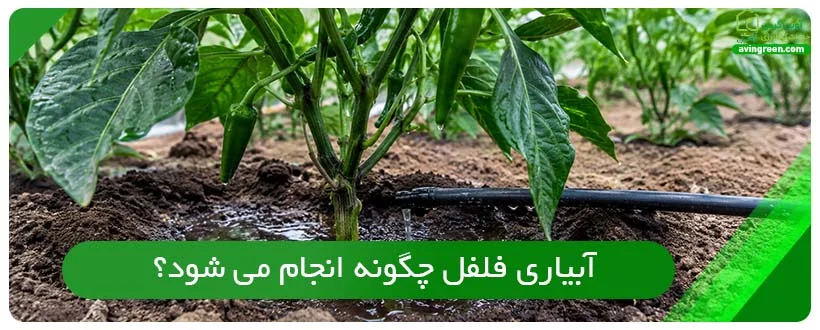 آبیاری فلفل چگونه انجام می شود؟