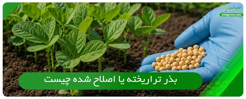 بذر تراریخته یا اصلاح شده چیست و چه ویژگی هایی دارد؟