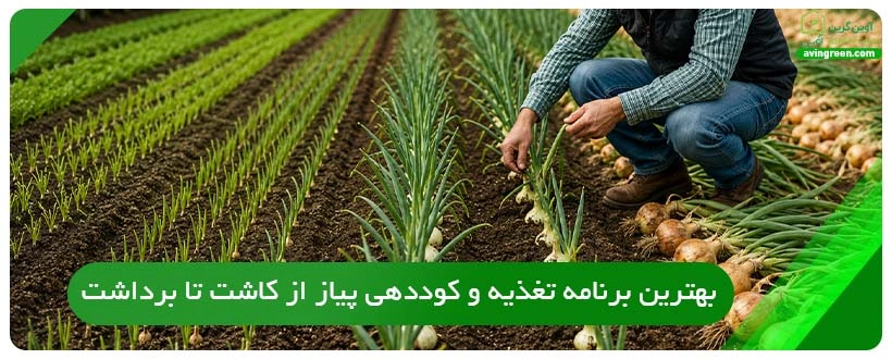 بهترین برنامه تغذیه و کوددهی پیاز از کاشت تا برداشت