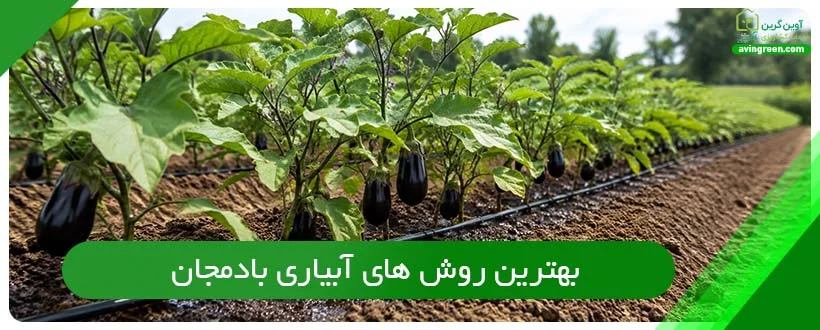 بهترین روش های آبیاری بادمجان