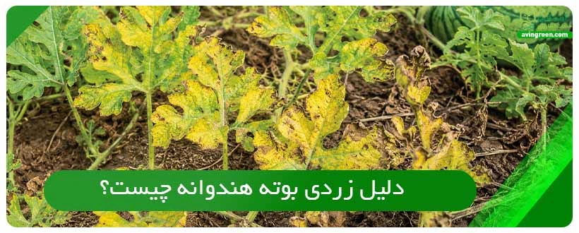 دلیل زردی بوته هندوانه چیست؟