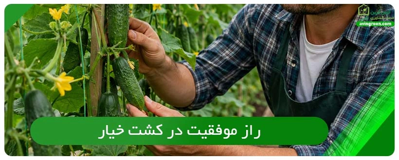 راز موفقیت در کشت خیار