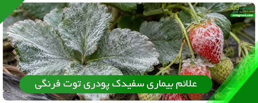 علائم بیماری سفیدک پودری توت فرنگی