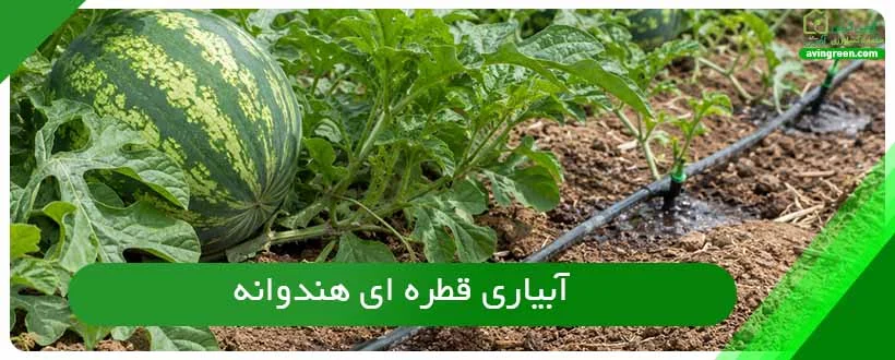 آبیاری قطره ای هندوانه