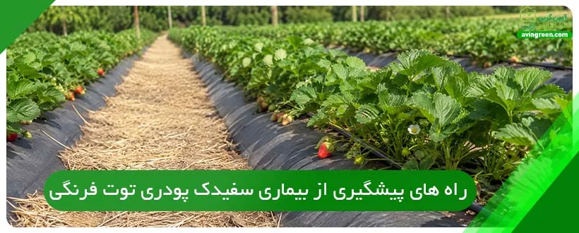 راه های پیشگیری از بیماری سفیدک پودری توت فرنگی