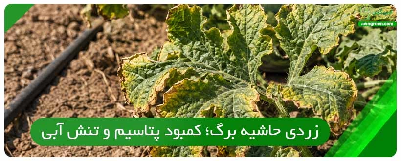 زردی حاشیه برگ؛ کمبود پتاسیم و تنش آبی