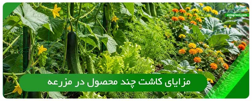 مزایای کاشت چند محصول در مزرعه