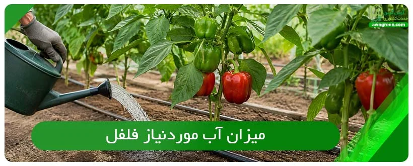 میزان آب موردنیاز فلفل