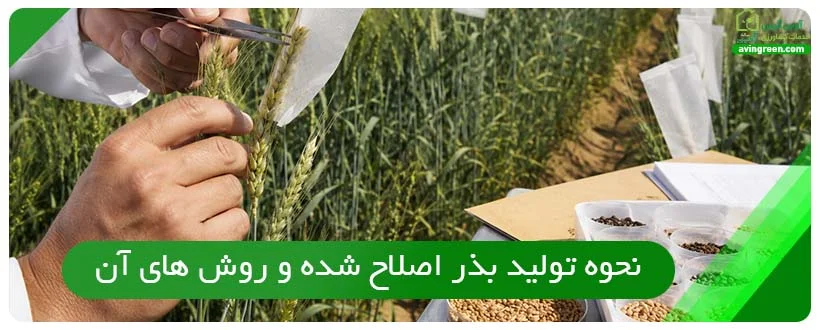 نحوه تولید بذر اصلاح شده و روش های آن