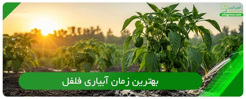 بهترین زمان آبیاری فلفل