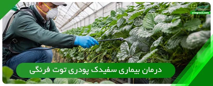 درمان بیماری سفیدک پودری توت فرنگی