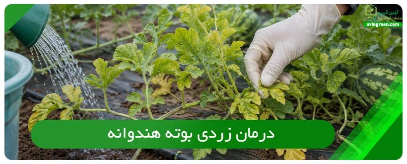 درمان زردی بوته هندوانه