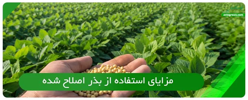 مزایای استفاده از بذر اصلاح شده