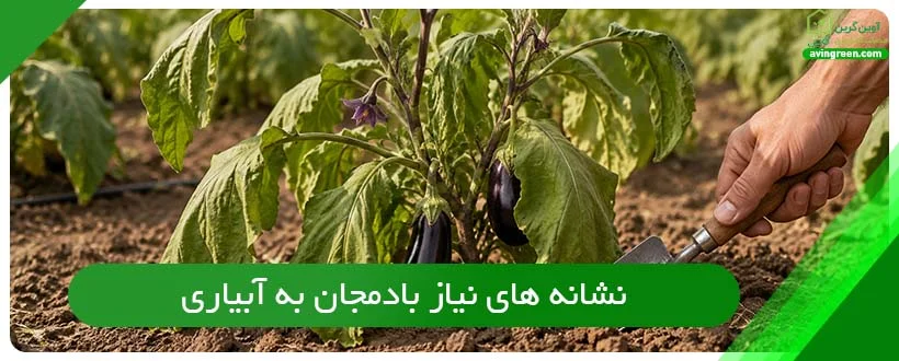 نشانه های نیاز بادمجان به آبیاری