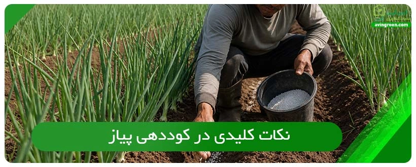نکات کلیدی در کوددهی پیاز