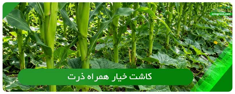 کاشت خیار همراه ذرت