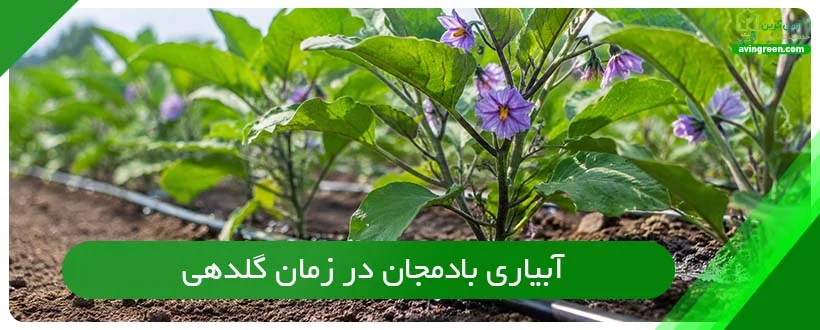 آبیاری بادمجان در زمان گلدهی