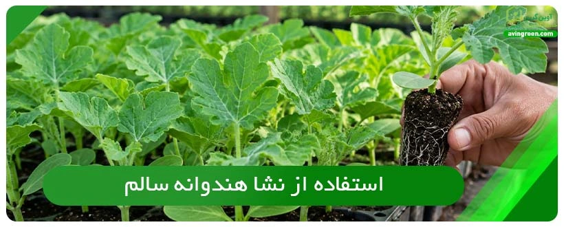 راهکارهای موفق برای داشتن بوته سالم