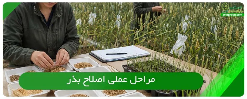 مراحل عملی اصلاح بذر