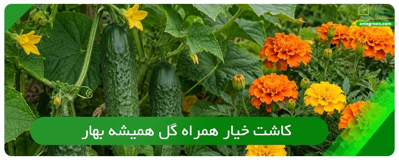کاشت خیار همراه گل همیشه‌ بهار