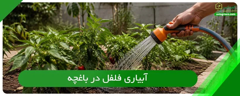 آبیاری فلفل در باغچه