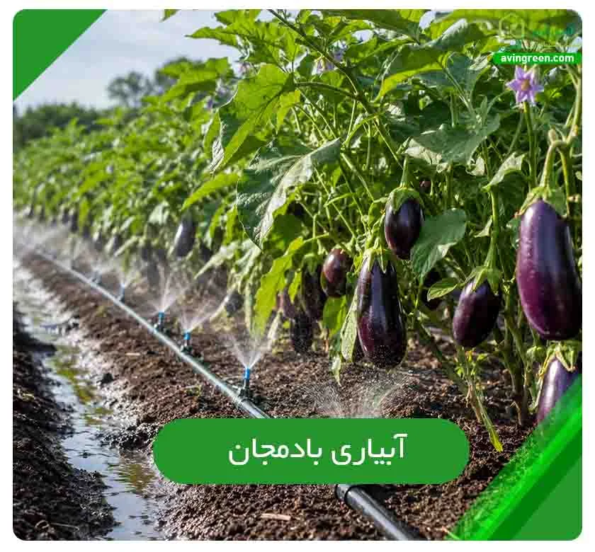 آبیاری بادمجان