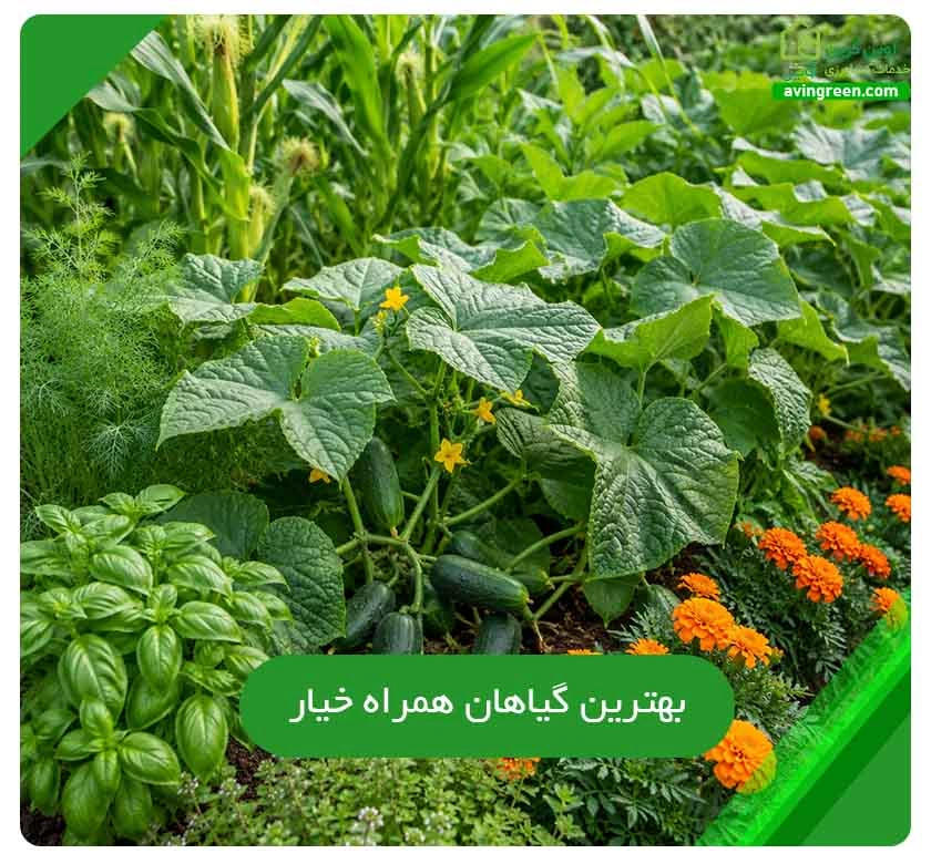 بهترین گیاهان همراه خیار